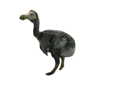 Dodo Bird